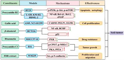 Ethnobotany, phytochemistry and pharmacological properties of Fagopyri Dibotryis Rhizoma: A review